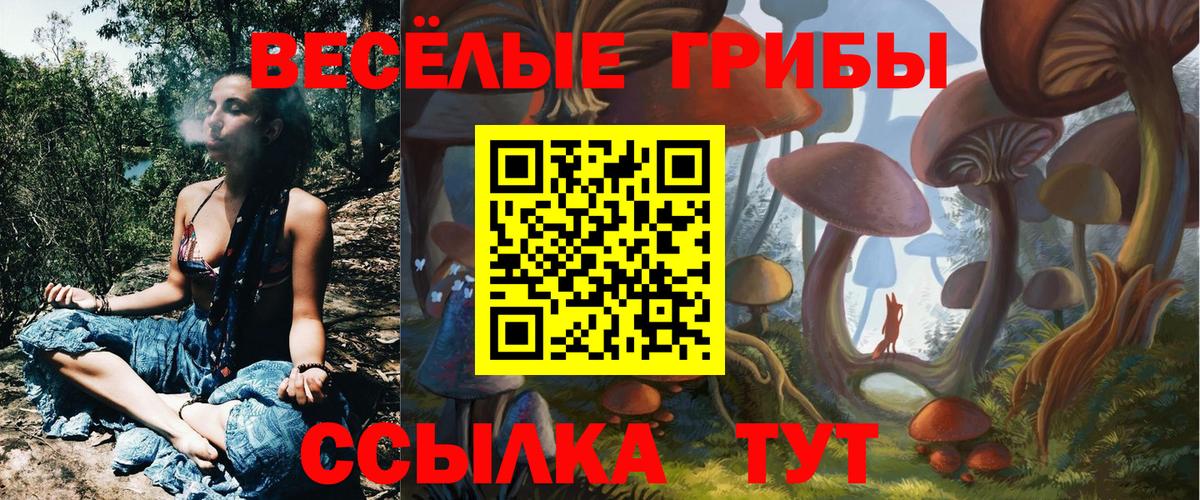 Галлюциногенные грибы Psilocybe Киселёвск